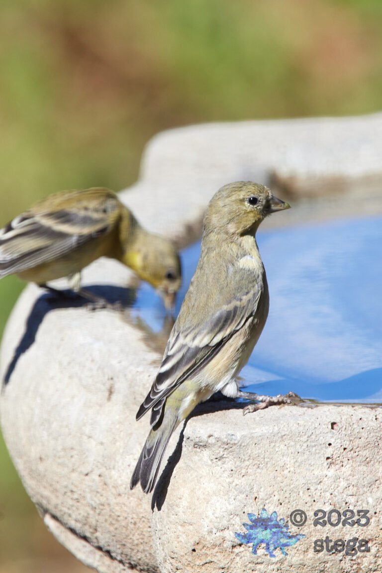 Lesser Goldfinch
