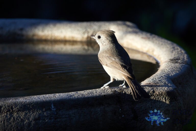 Oak Titmouse