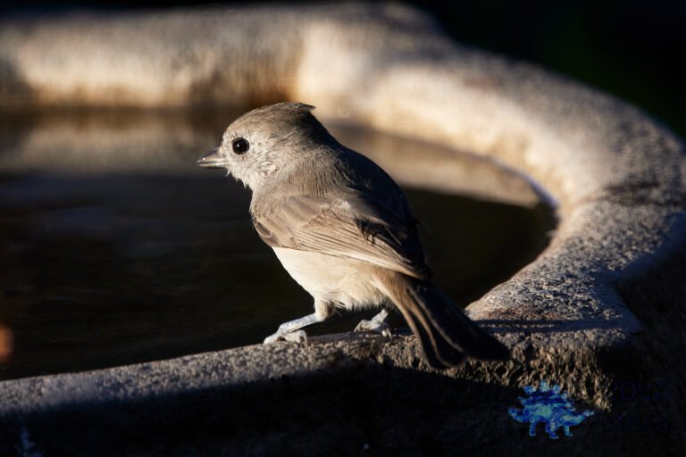 Oak Titmouse