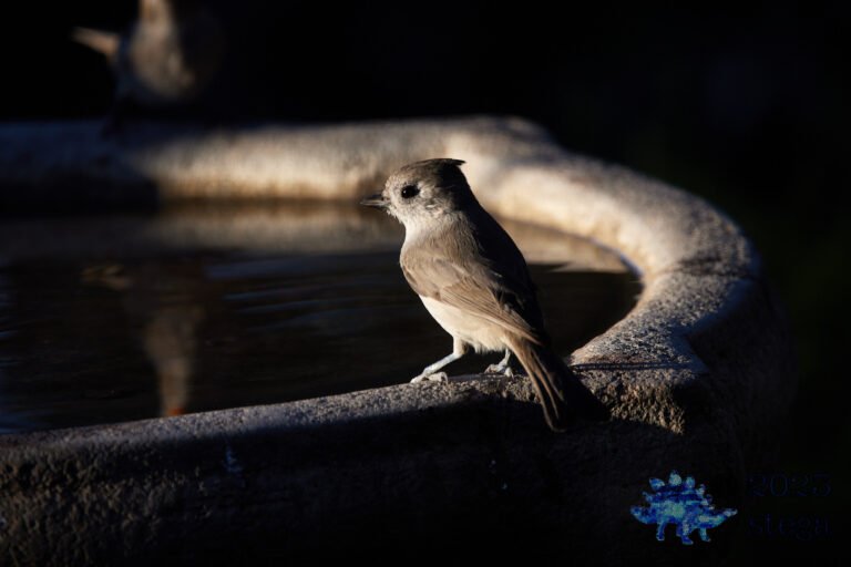 Oak Titmouse