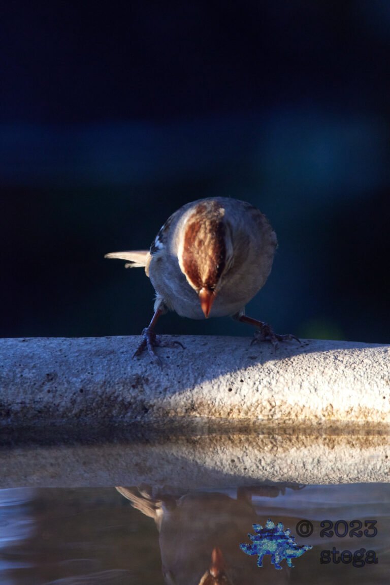 Sparrow Week