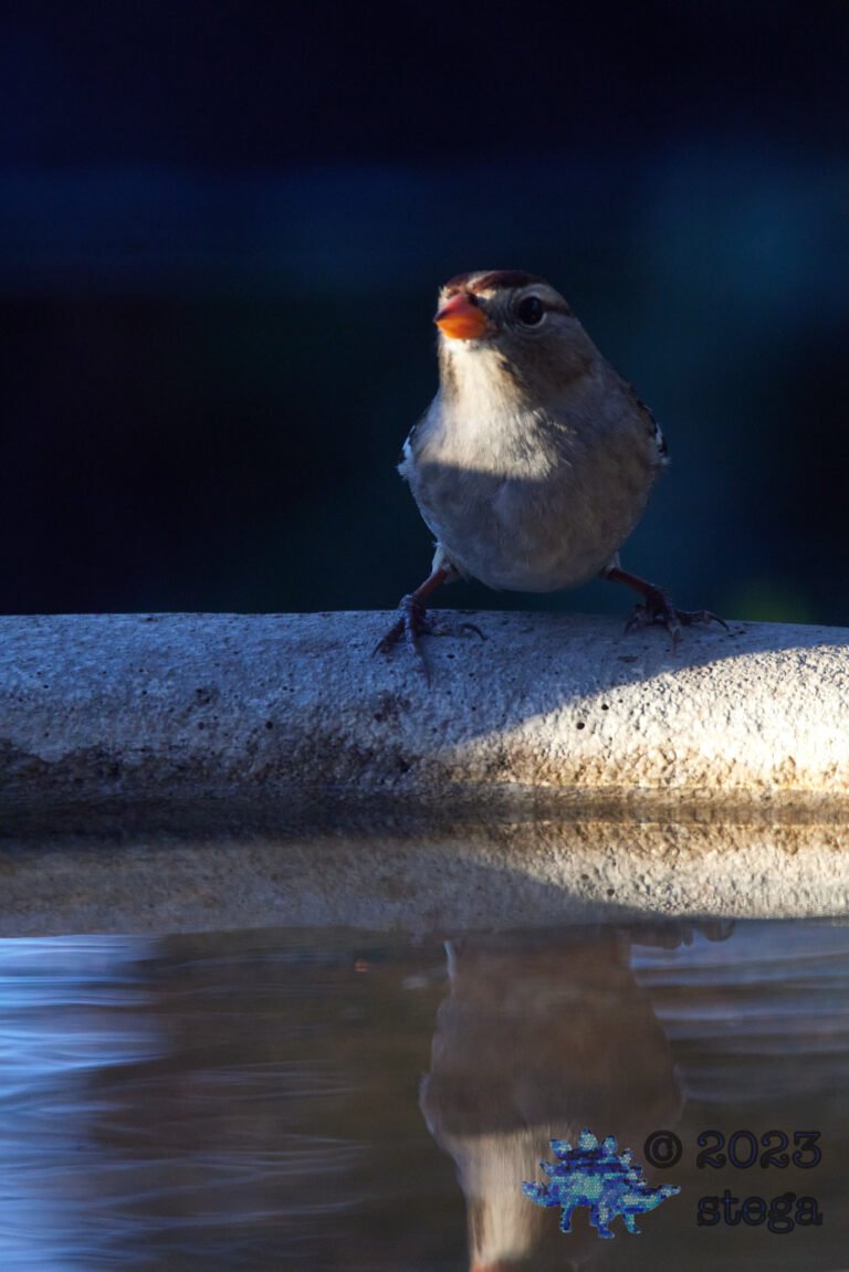 White-Crowned Sparrow