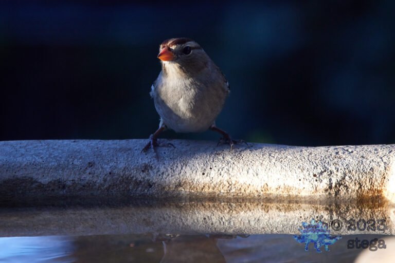 Sparrow Week