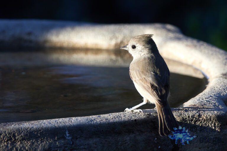 Oak Titmouse
