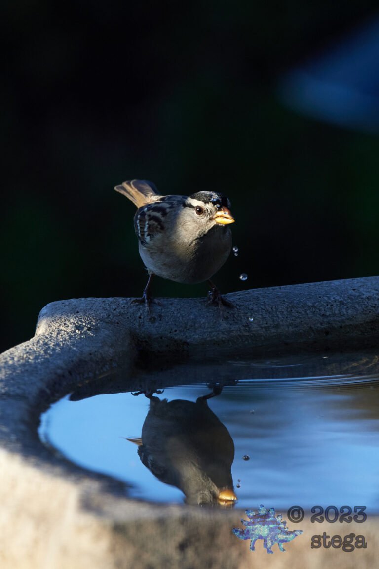 Sparrow Week