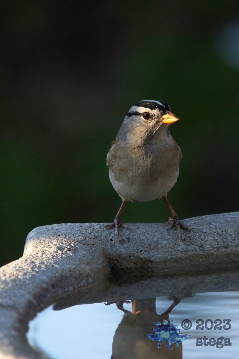 Sparrow Week