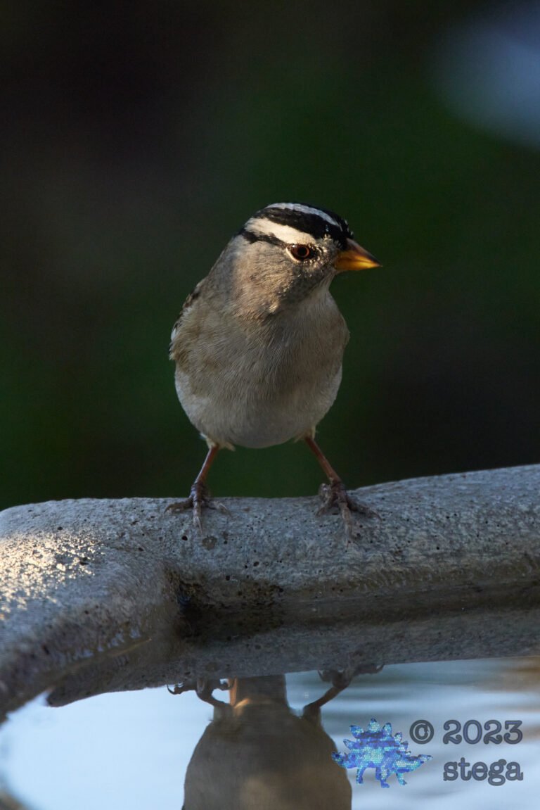 Sparrow Week