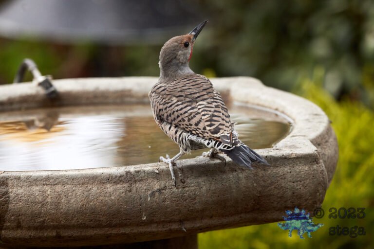 Northern Flicker