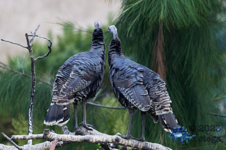 Wild Turkey