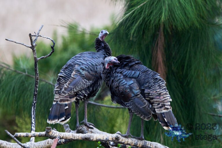 Wild Turkey