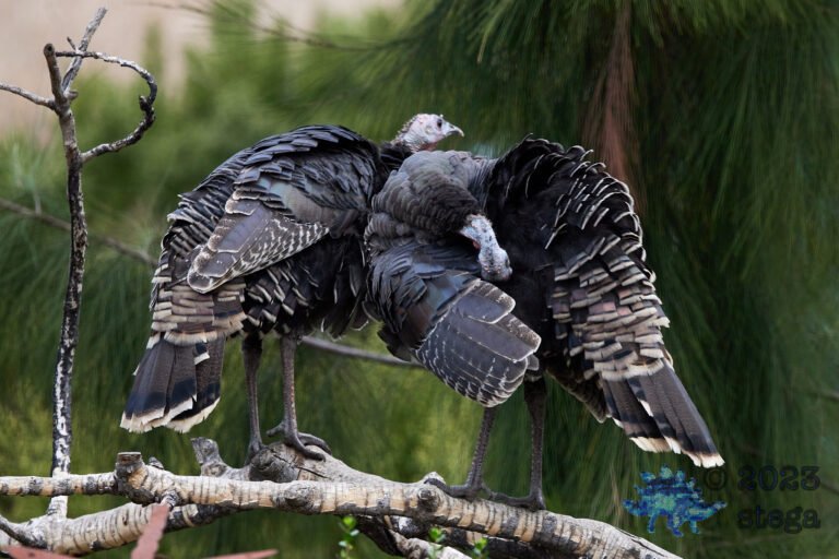 Wild Turkey