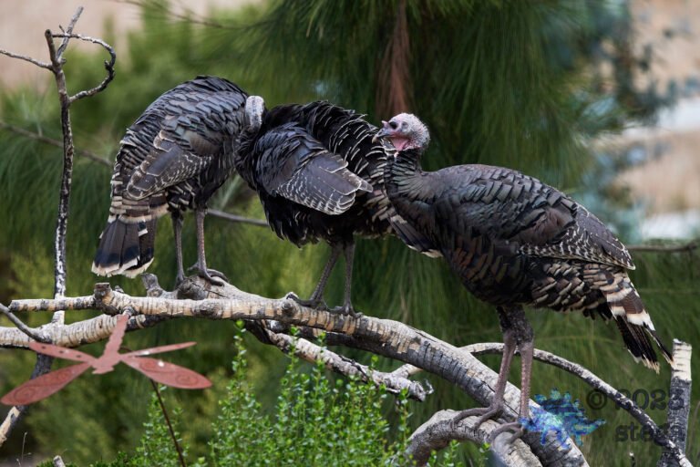 Wild Turkey