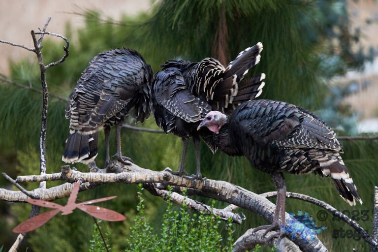 Wild Turkey