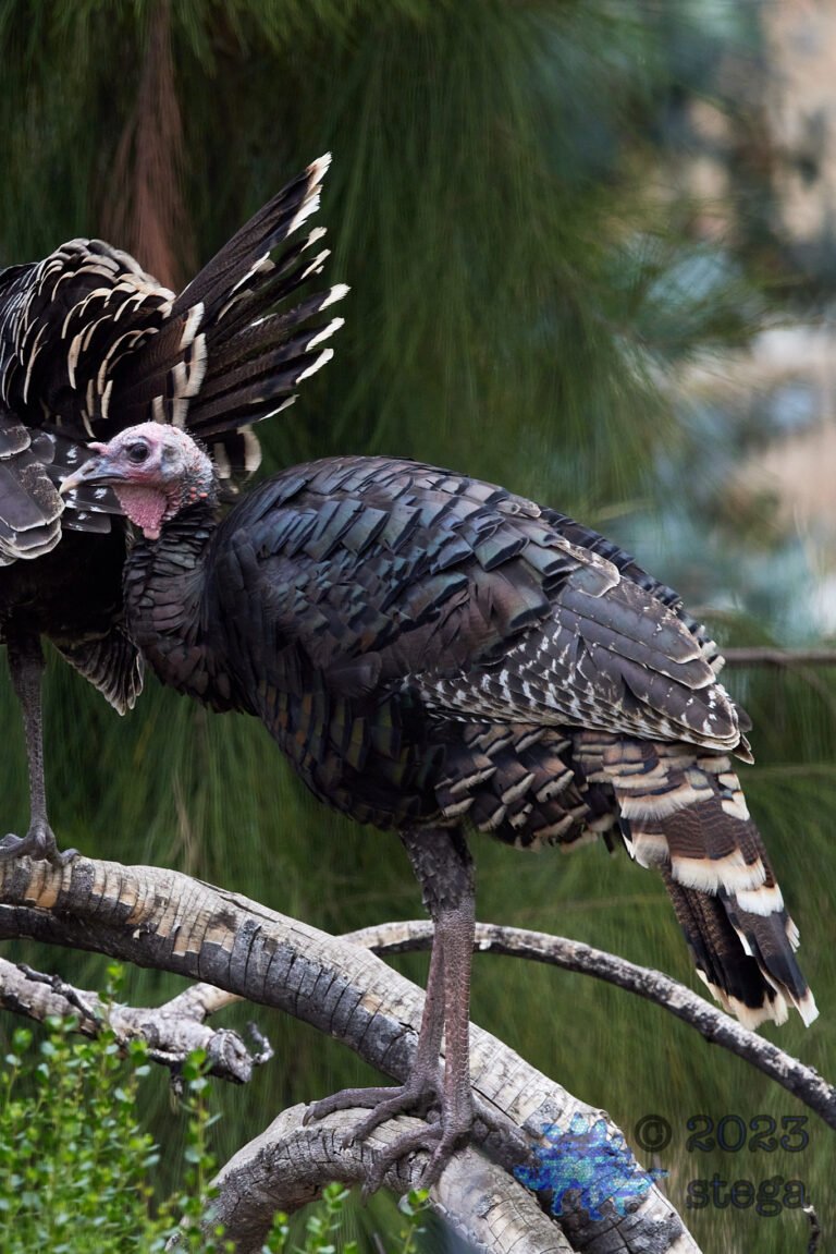 Wild Turkey