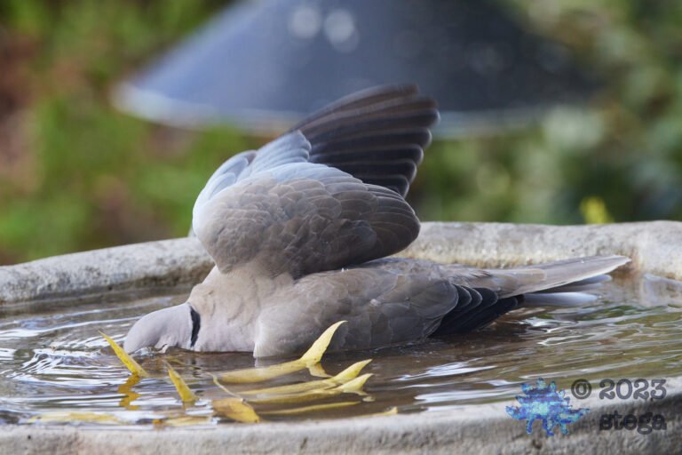 Eurasian Collared Dove