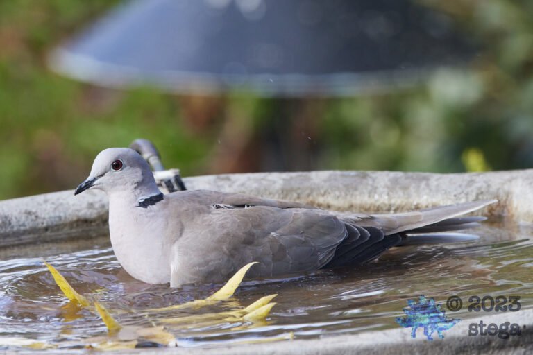 Eurasian Collared Dove