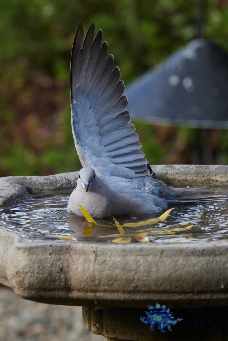 Eurasian Collared Dove