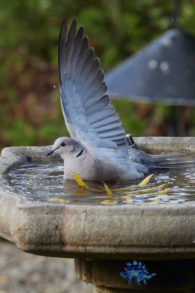 Eurasian Collared Dove