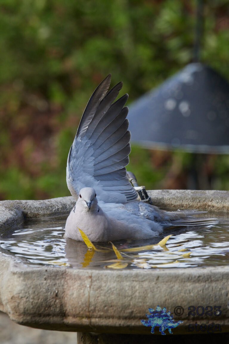 Eurasian Collared Dove