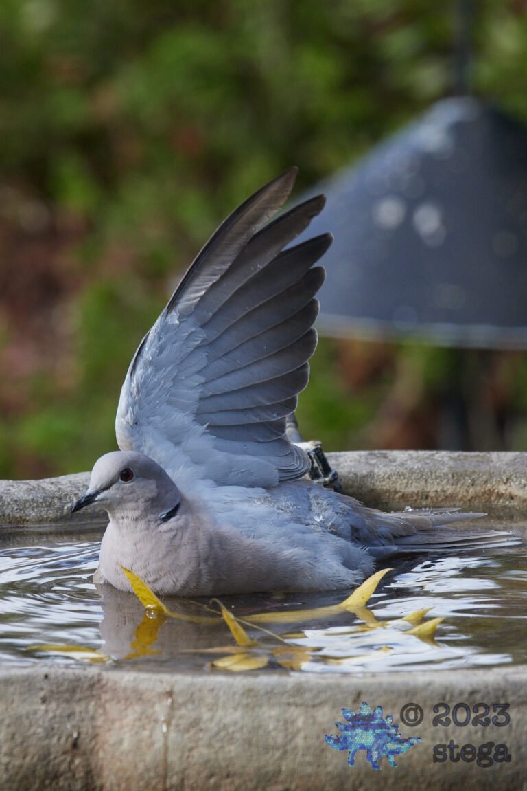 Eurasian Collared Dove