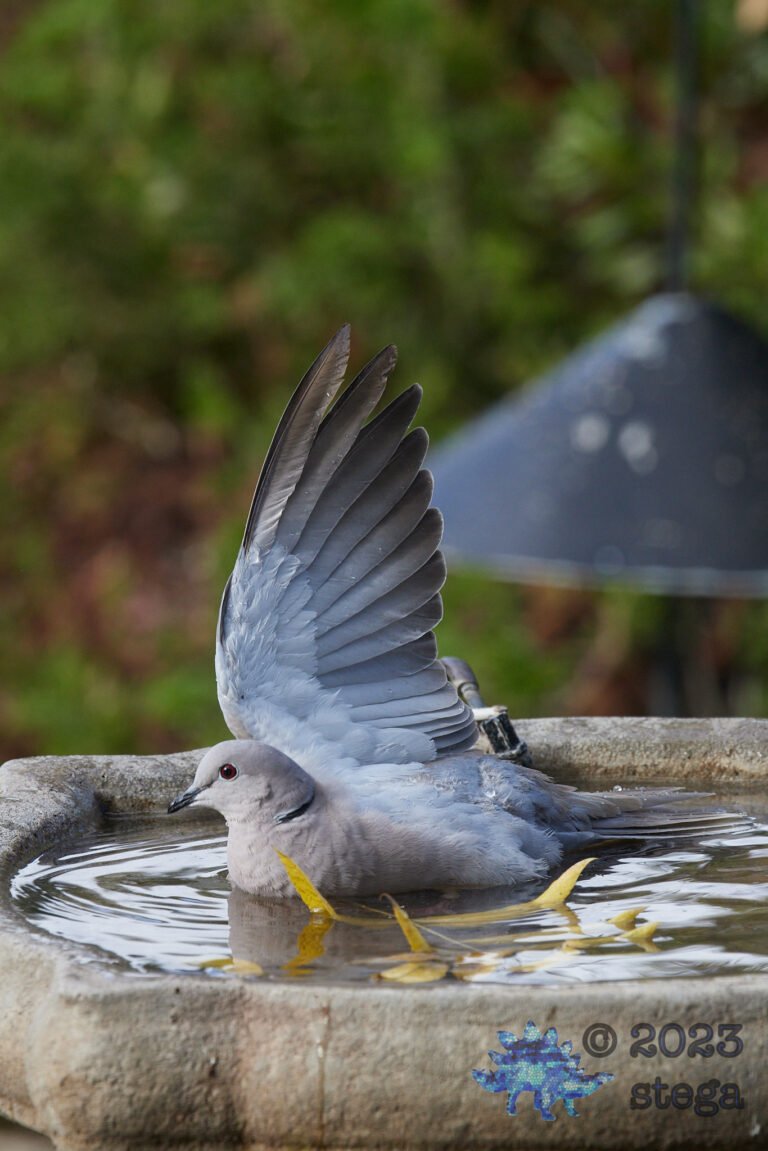 Eurasian Collared Dove
