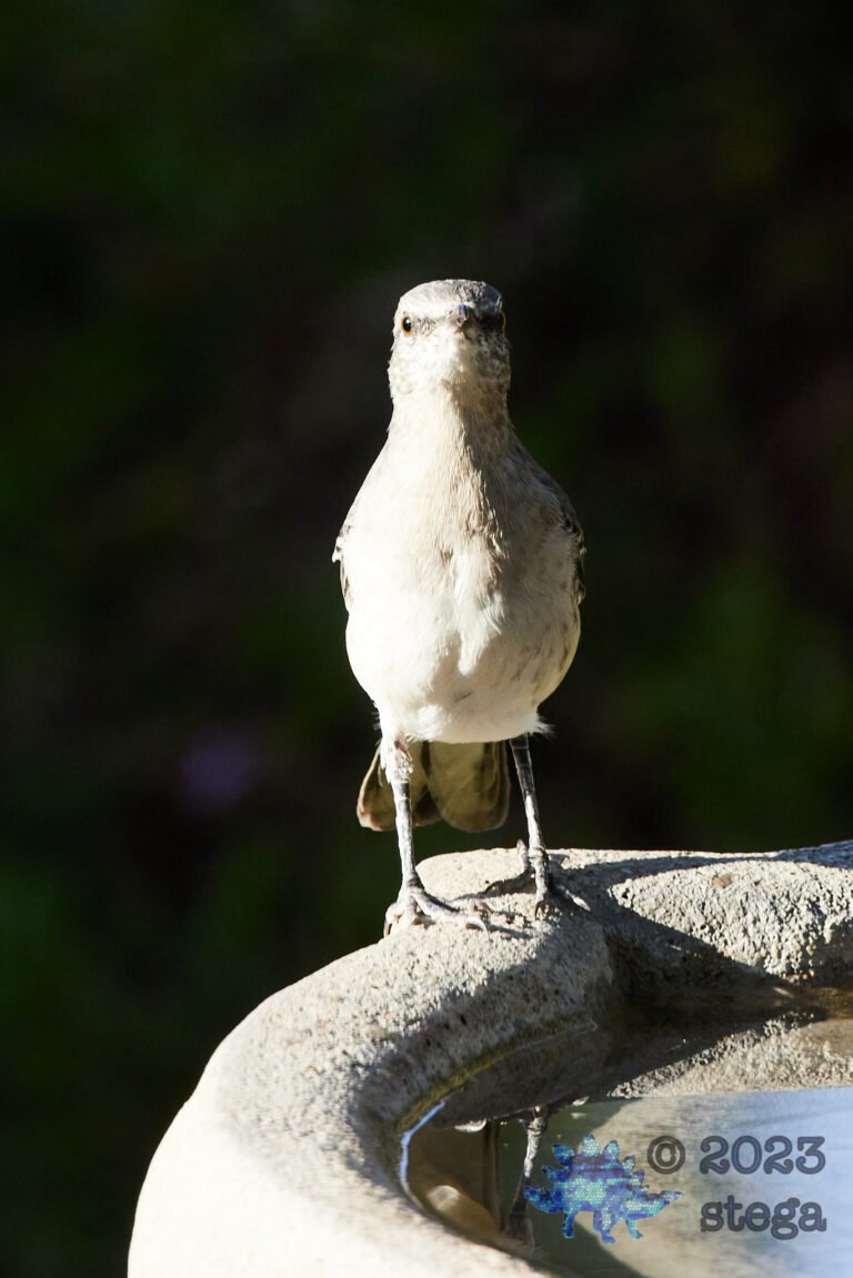 Northern Mockingbird