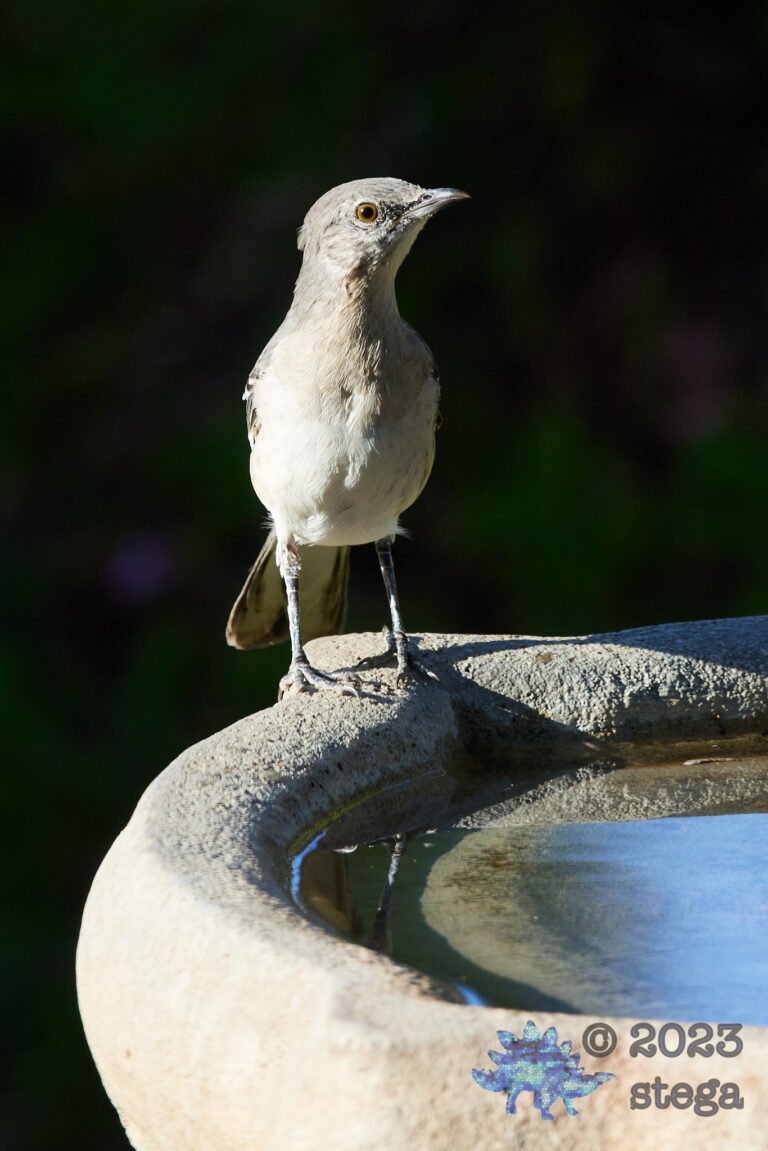 Northern Mockingbird