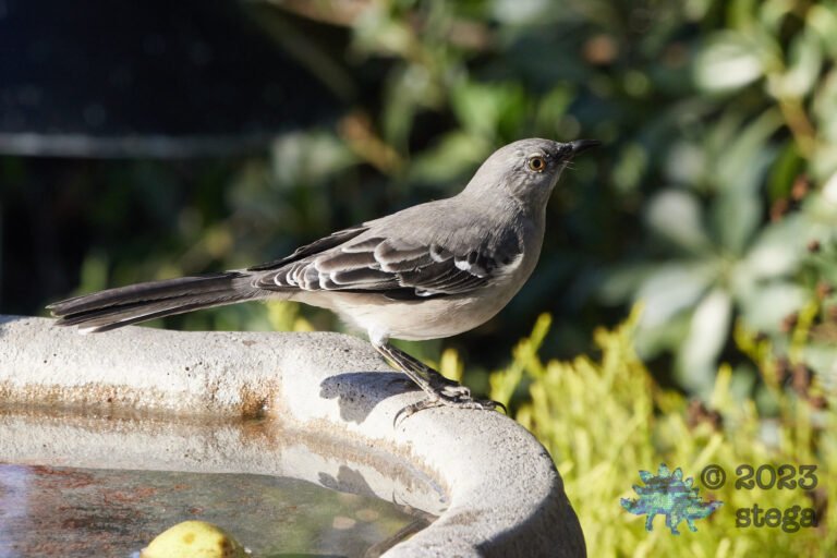 Northern Mockingbird Day
