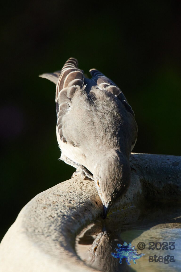 Northern Mockingbird