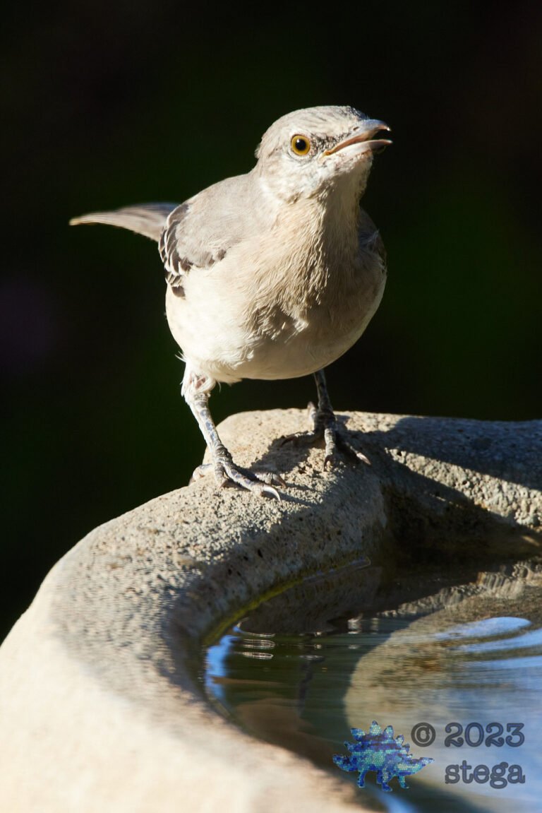 Northern Mockingbird