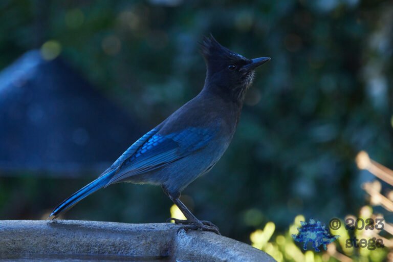 Steller’s Jay