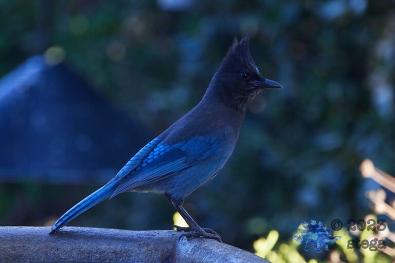 Steller’s Jay