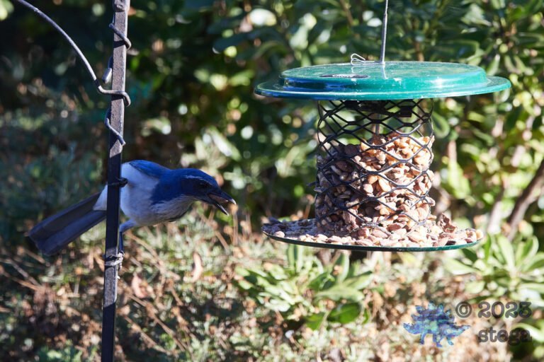 California Scrub Jay Week