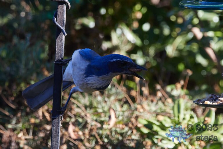 California Scrub Jay Week