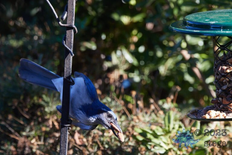 California Scrub Jay Week