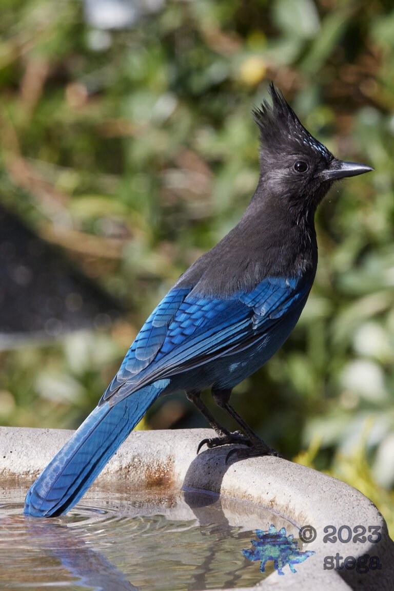 Steller’s Jay