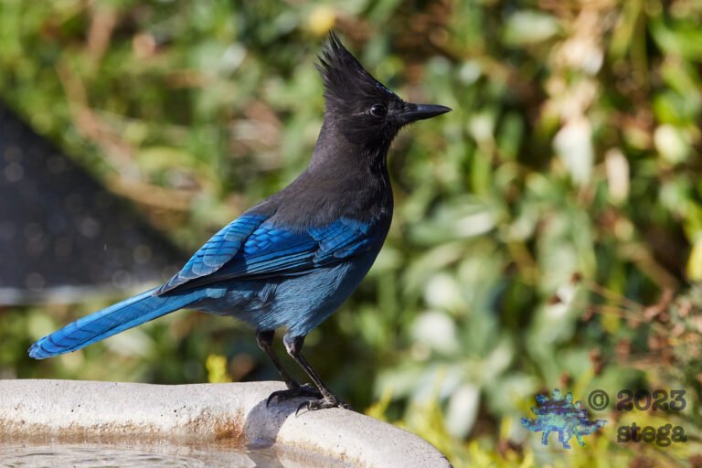 Steller’s Jay