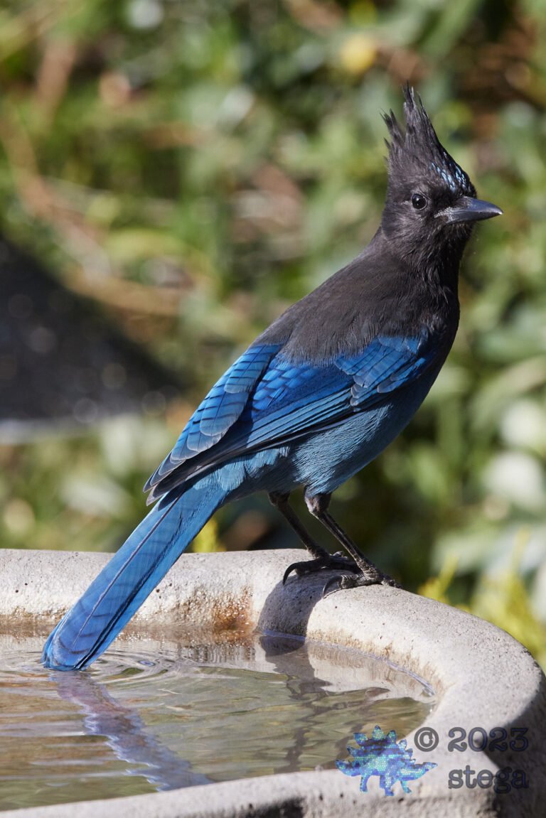 Steller’s Jay:  the 10,000th post