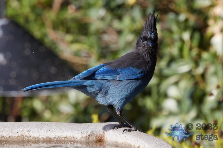 Steller’s Jay