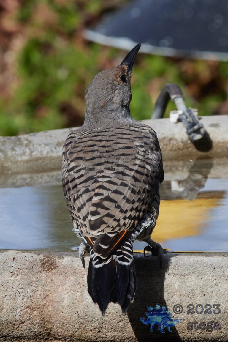 Northern Flicker