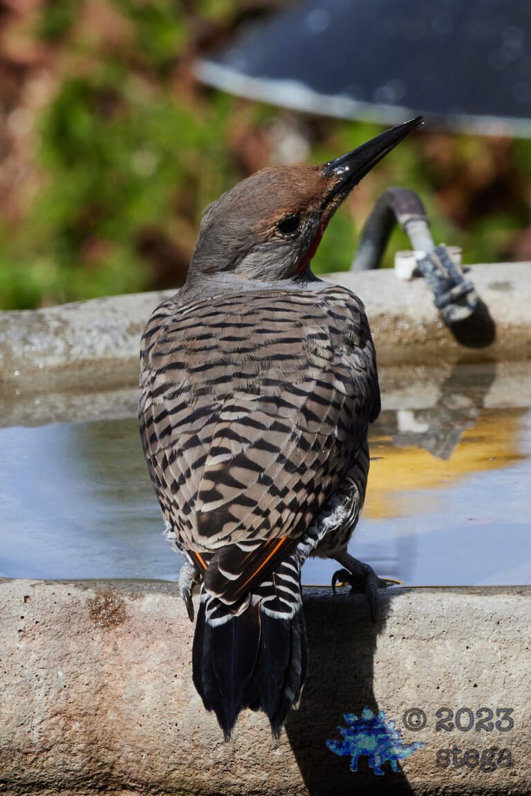 Northern Flicker