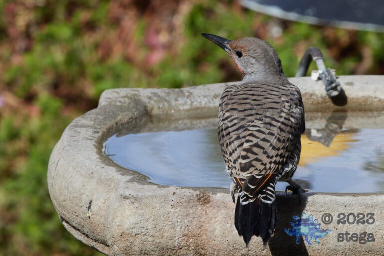 Northern Flicker