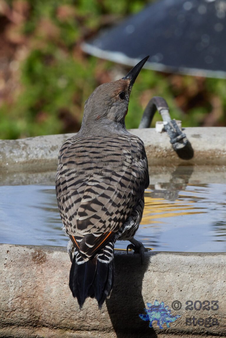 Northern Flicker