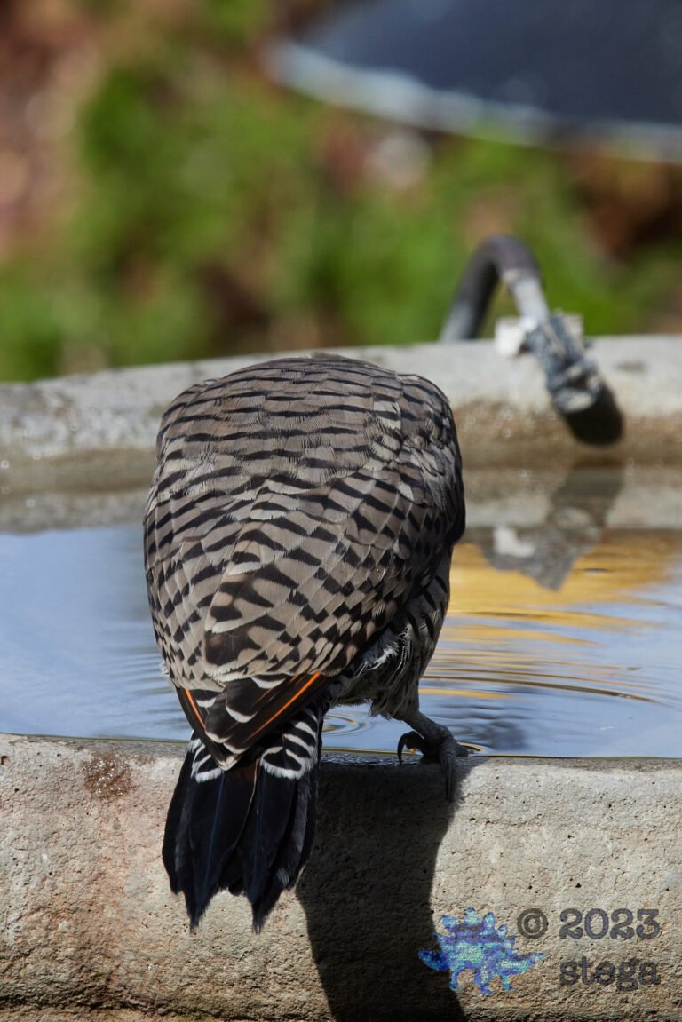 Northern Flicker