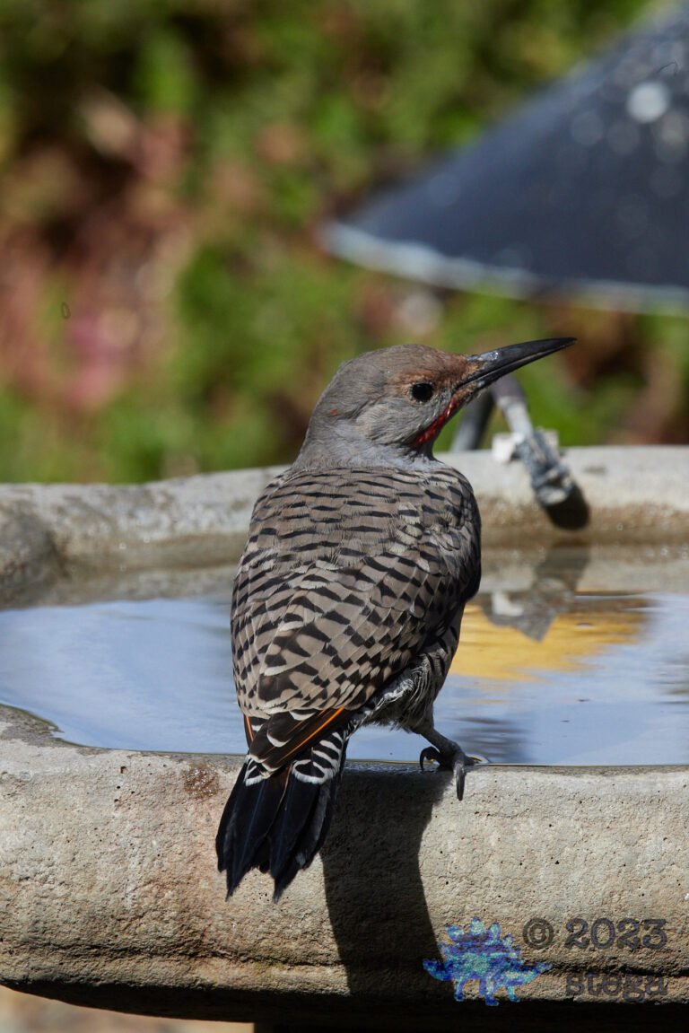 Northern Flicker