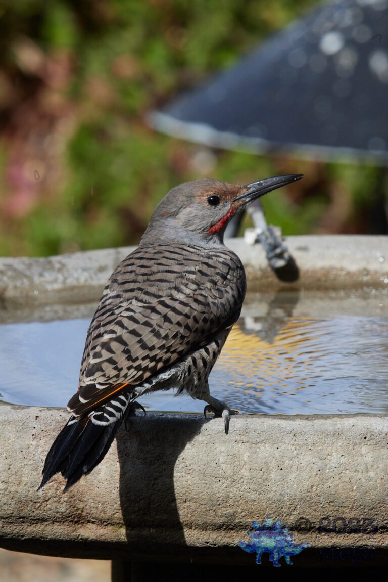 Northern Flicker