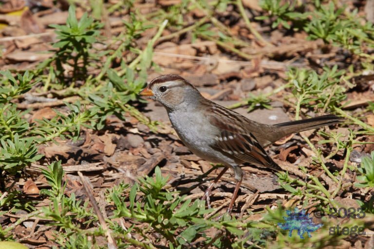 Sparrow Week