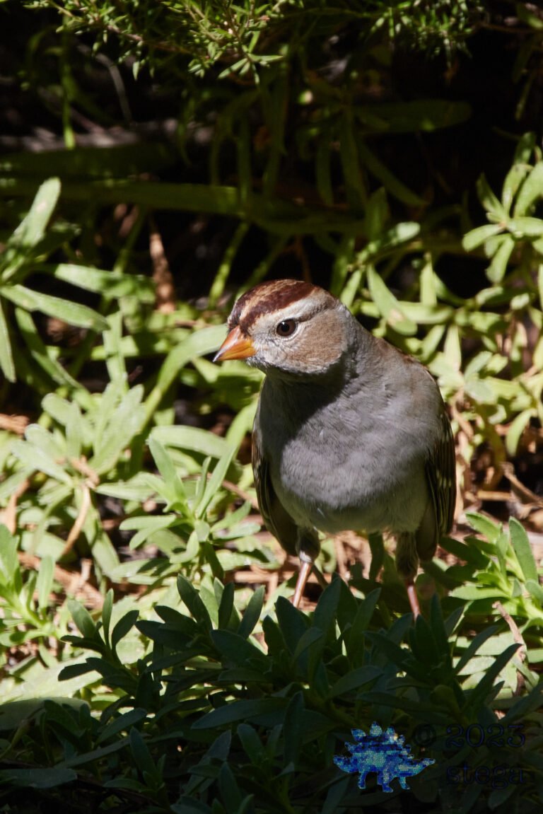 White-Crowned Sparrow