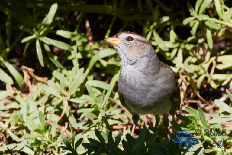 Sparrow Week