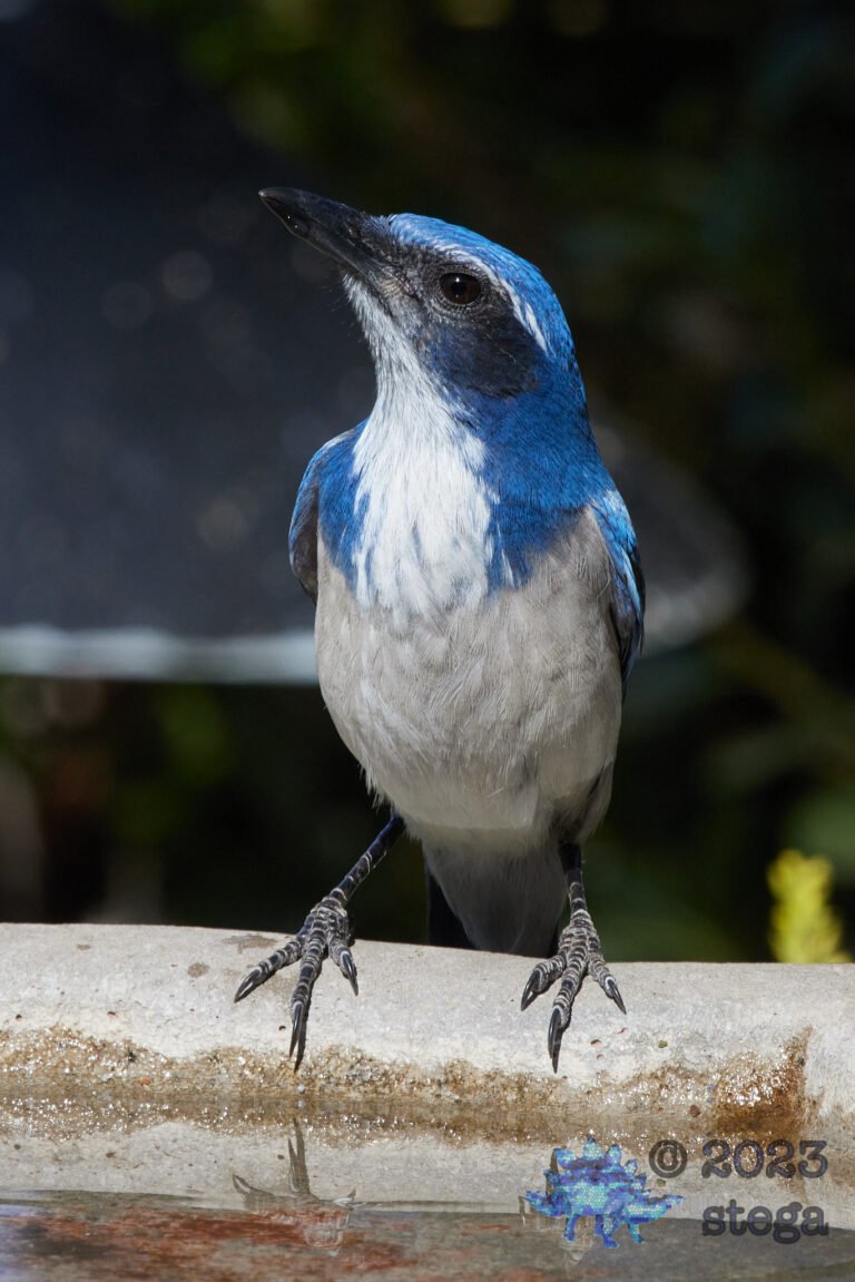 California Scrub Jay